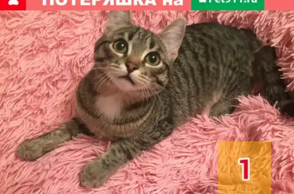 Найден породистый кот в Перми
