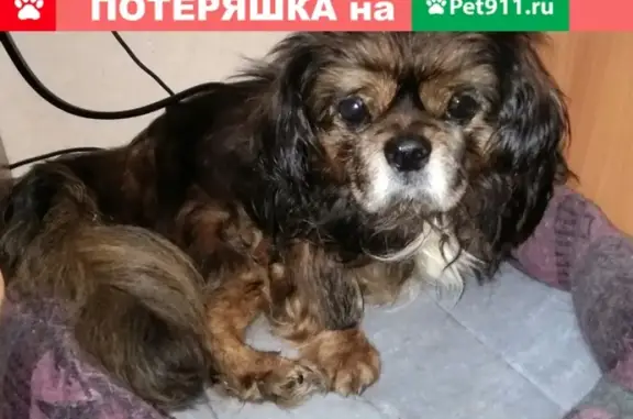 Пропала глухая и полуслепая собака в Зеленодольске на Гайдара