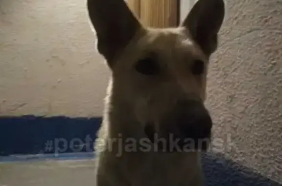 Найдена собака на ул. Киевская