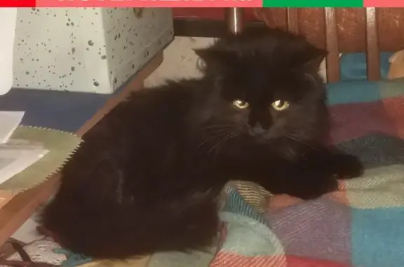 Найден чёрный кот на ул. Братьев Касимовых в Казани