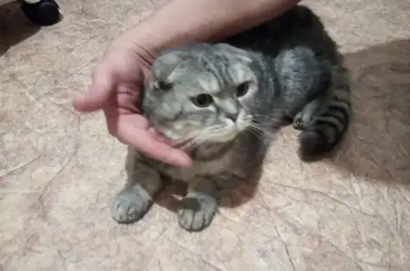 Найден породистый кот в Н.Новгороде, ул. 40 лет Победы