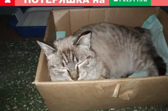 Найдена кошка в подъезде на Горького, Бердск