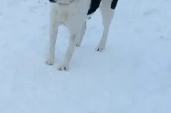Найдена собака в деревне Яковлево, Москва