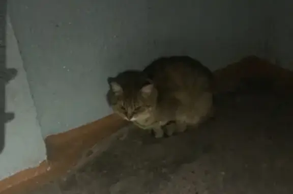 Найдена кошка на ул. Есенина 29 в Новосибирске