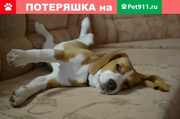 Пропал пёс породы Бигль в Усть-Лабинске