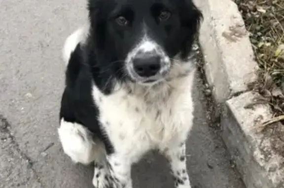 Пропала собака ГРОМ в парке Мемориал Славы, Владикавказ