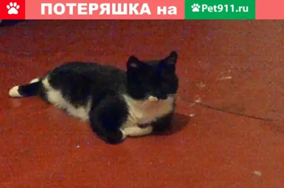 Пропал кот на ул. Гожувской 29 (химмаш)