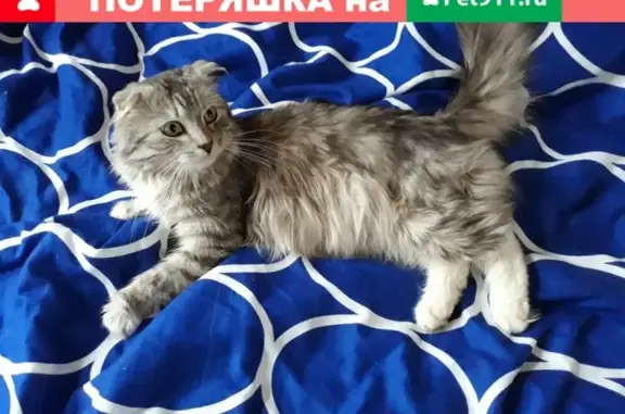 Пропал серый кот в Боровске, помогите найти!