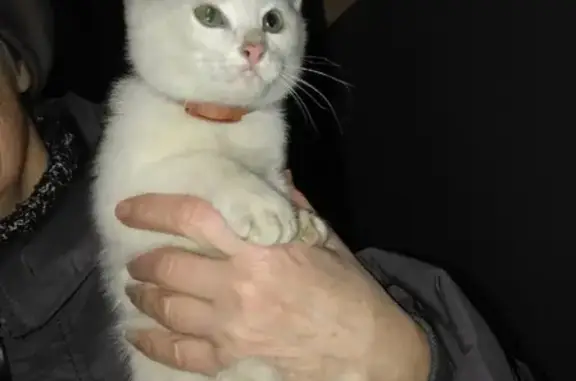 Найдена белая кошка в Брянске, ищем хозяев