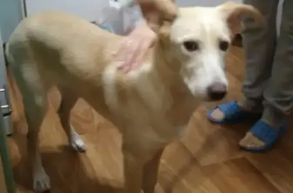 Найдена ухоженная собака в Бердске