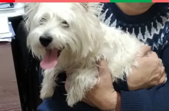 Собака найдена на Салютовской улице в Ижевске