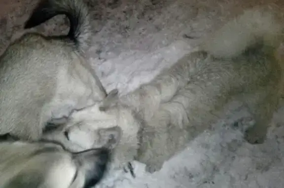Найдена собака на улице Парковая, Великий Новгород