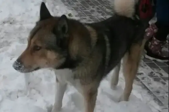 Найдена собака в Ганино, контакты в описании.