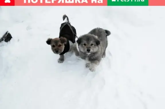 Найдена кошка в Сургуте, Ленина 70