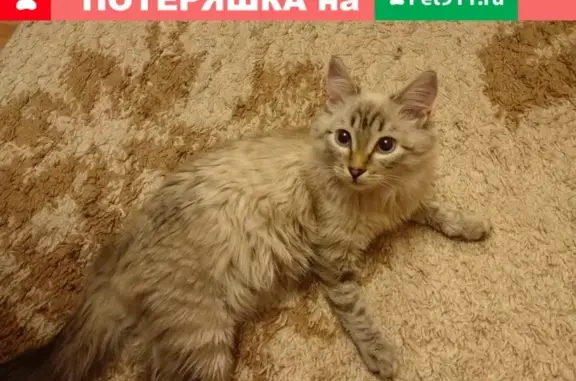 Найдена ласковая кошка на Сергея Лазо 24, ищем владельцев