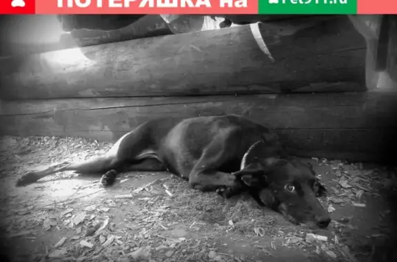 Пропала собака в Москве, Бутово, вознаграждение 100 тысяч.
