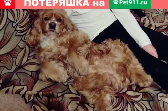 Пропала собака на улице Чкалова, Ст. Разина #ЖивотныйМир@youthdd