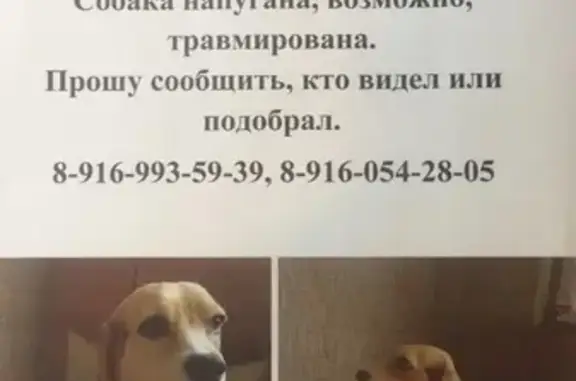 Пропала собака Бигль в Москве, район Отрадное