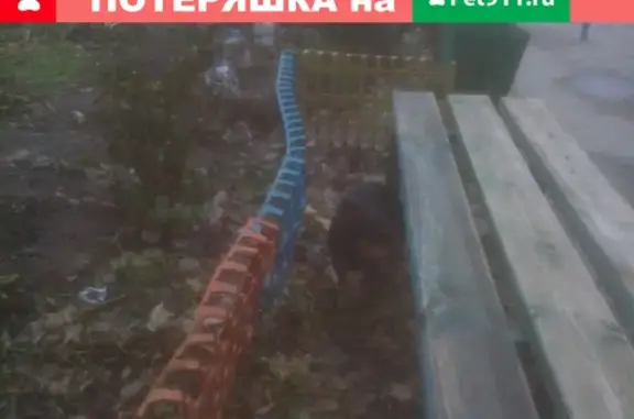 Найдена собака на улице Энтузиастов, ищем хозяев! #потеряшкаволгодонск