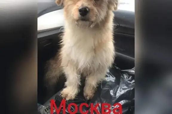 Найдена собака в Москве, ищем хозяев