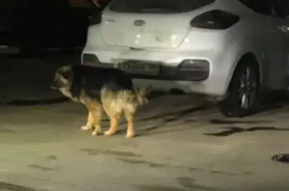 Найдена собака в Сургуте, ищем хозяина