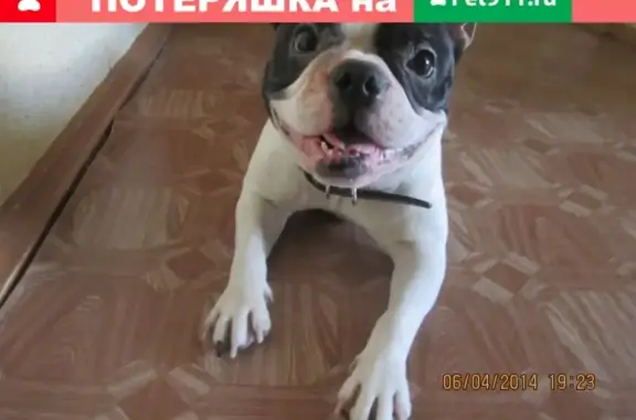Пропала собака Франциза в Пионерном мкр. Красноярский край.