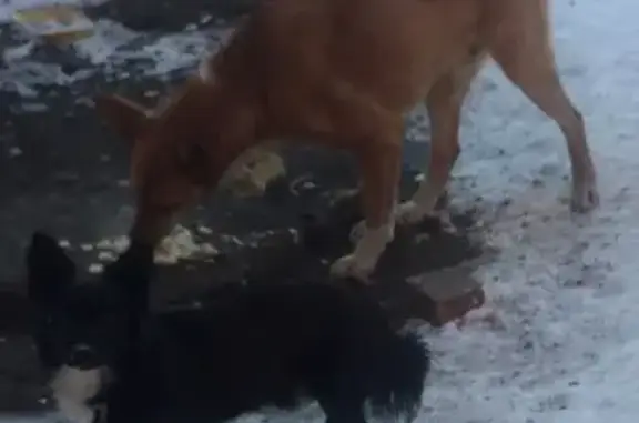 Найдена собака на ул. Леонова, Кемерово