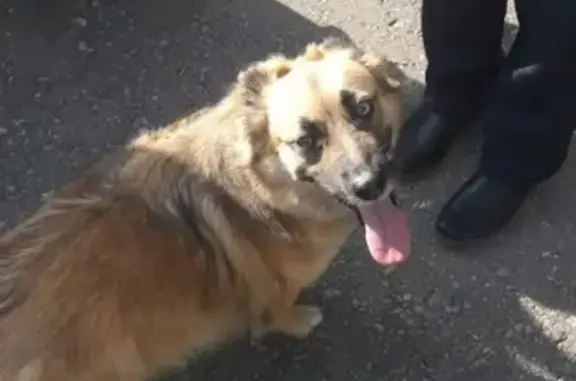 Пропала собака в Октябрьском, Республика Башкортостан
