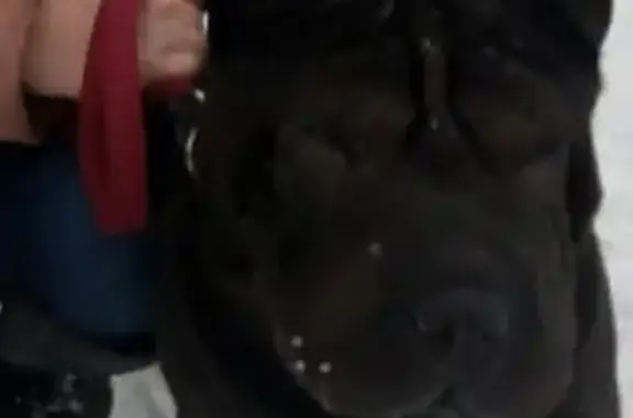 Пропала собака в НЧК, ищем шарпея черного окраса в районе Юраково.