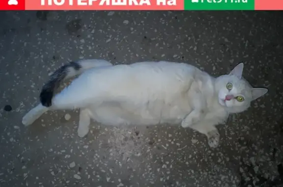 Найдена белая кошка в Петрозаводске, ул. Торнева