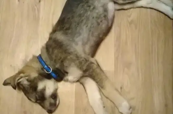 Найден щенок у Сбербанка в Лахденпохье