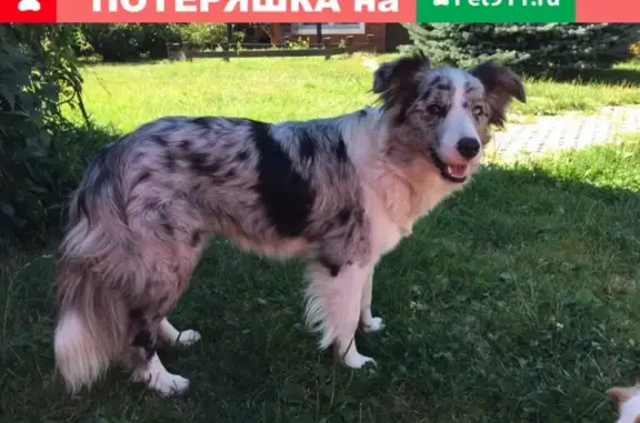 Пропала собака в д. Татарское, МО - помогите найти!