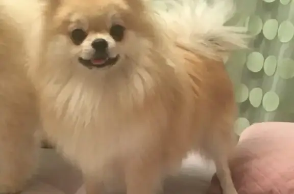 Объявления о пропавших и найденных животных, Калининград, фото: Пропала собака в Калининграде, вознаграждение гарантировано!