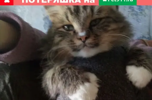 Кошки потеряшки, Алексеевское, фото: Потеряшка кот на улице Комсомольской