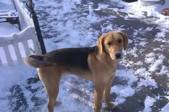 Пропала охотничья собака Баян в Богучаре
