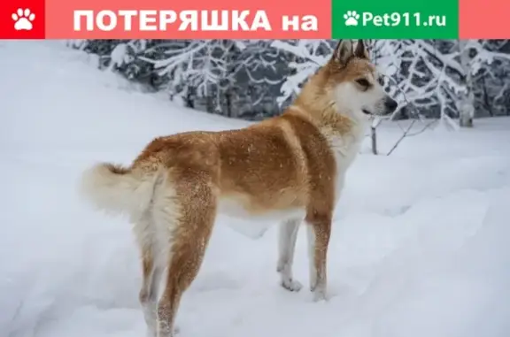 Пропала собака в Сургуте, помогите!