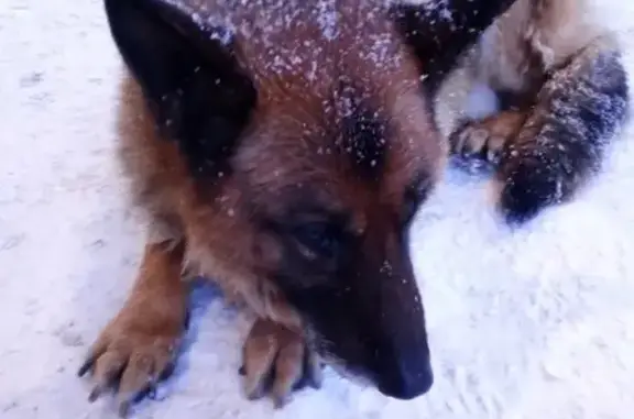 Найдена собака возле КИП-Мастера в Набережных Челнах