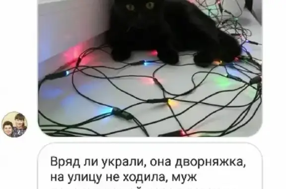 Пропала кошка в Каневской, ул. Коллективная 7.