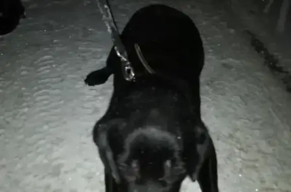 Найдена собака на ул. Ворошилова, Рыбинск