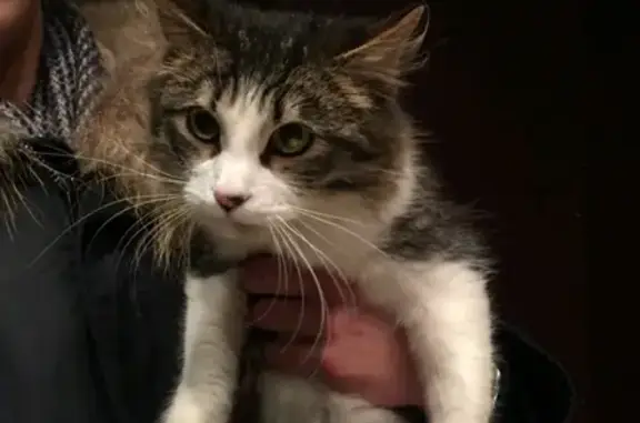 Найден котенок на Белкинской 23Б в Обнинске