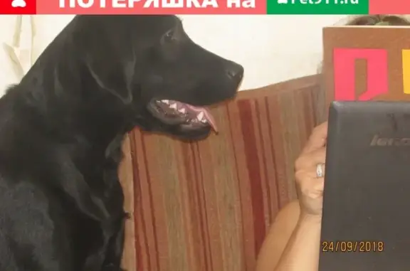 Пропала собака в Каменск-Уральском, вознаграждение.