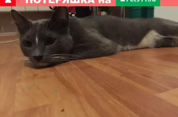 Найдена домашняя кошка в Химках на ул. Молодежная