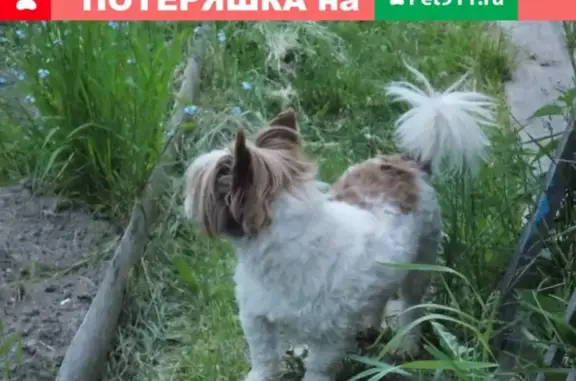 Пропала собака в районе Покровского бульвара (Республика Коми)