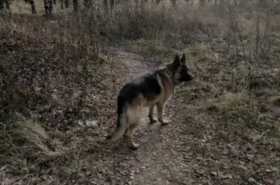 Потерянные животные Ярославль, фото: Пропал пёс на пр. Фрунзе, нужна помощь