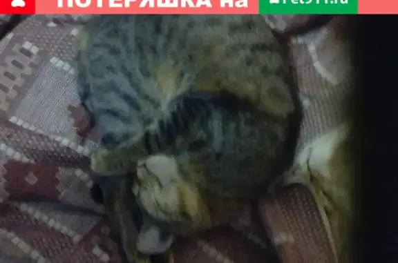 Пропала кошка на Гафурова 12, Туймазы