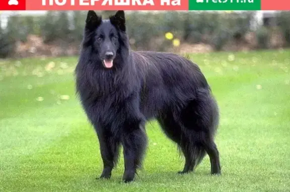 Найдена потеряшка собака в Рыбинске, Ярославская область