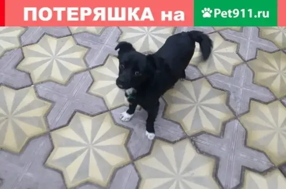 Собака с зеленым ошейником найдена в Пятидомиках.