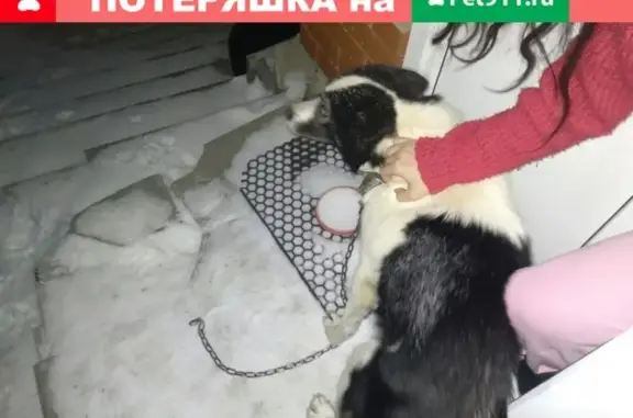 Найдена собака в Ижевске, возле Татар-базара