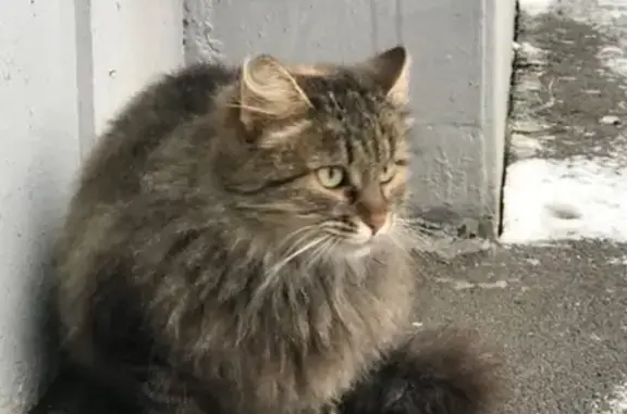 Найдена кошка на ул. Маршала Савицкого