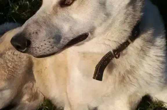 Пропала собака Лайка в Устьянском районе
